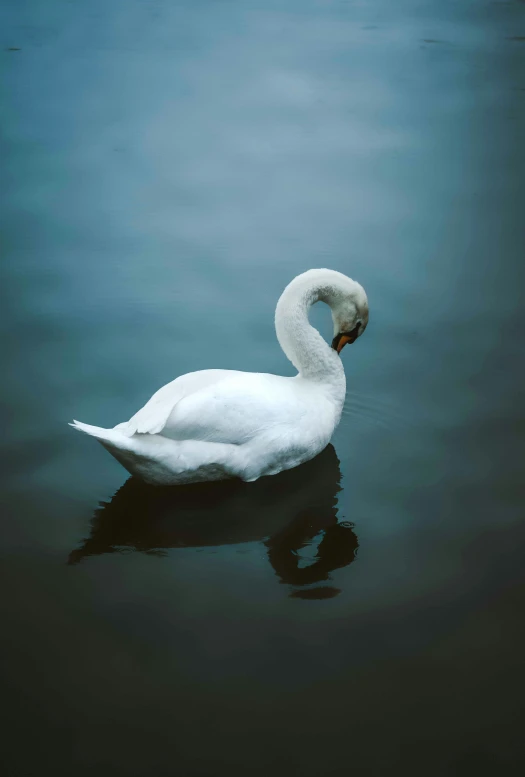 a swan floating on top of a lake