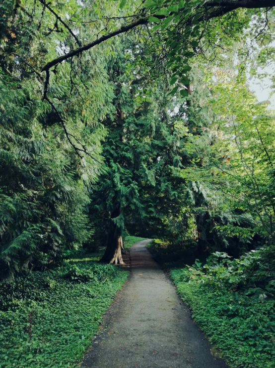 the path through the green forest is surrounded by tall trees