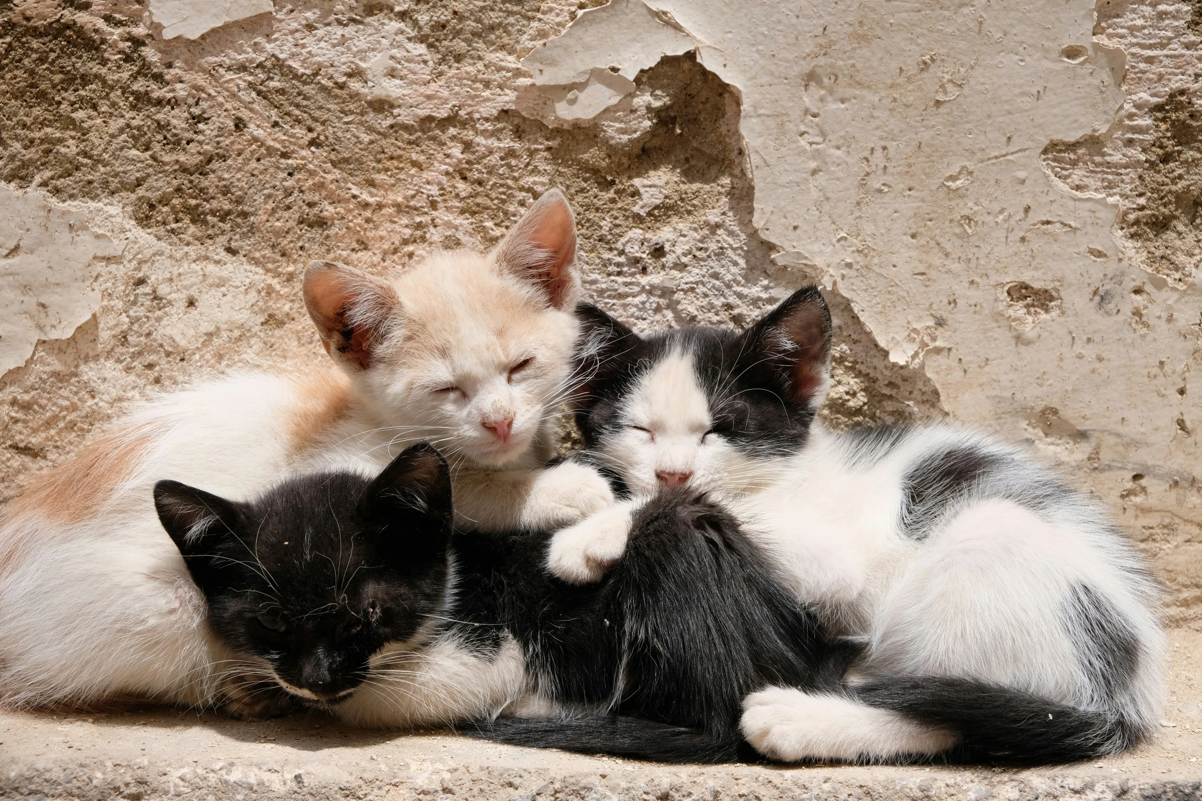 a couple of cats playing with each other on the ground