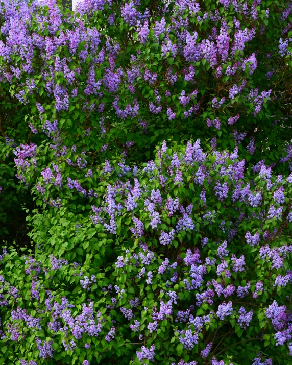 small bush with many purple flowers among large greenery