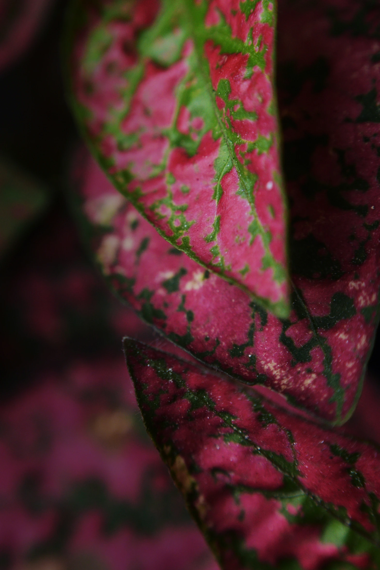 green and red leaves in the shade of pink