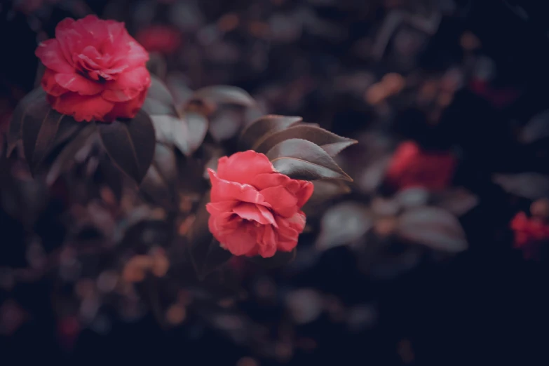 red flowers that are growing on top of a tree