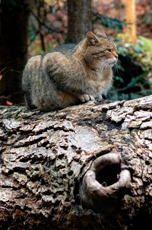 a cat sitting on top of a tree trunk