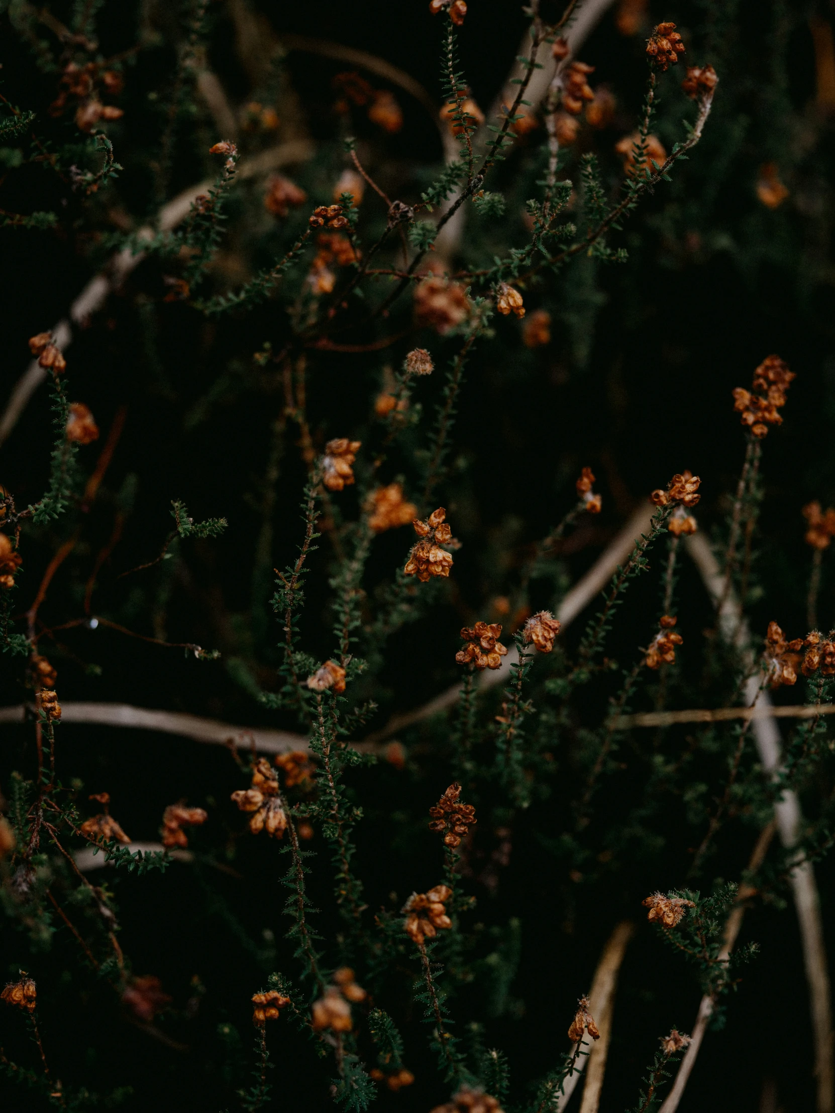 some small yellow flowers are growing on the tree