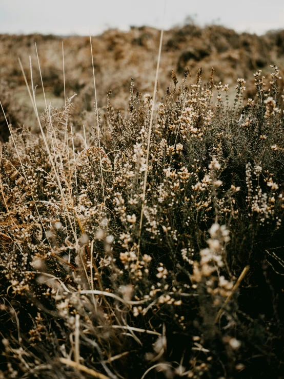 small brown flower and dry brush on ground