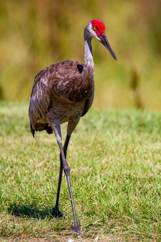 a brown bird with red head is standing on the ground