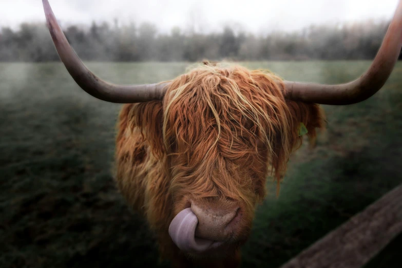 brown cattle with long horns standing on the field