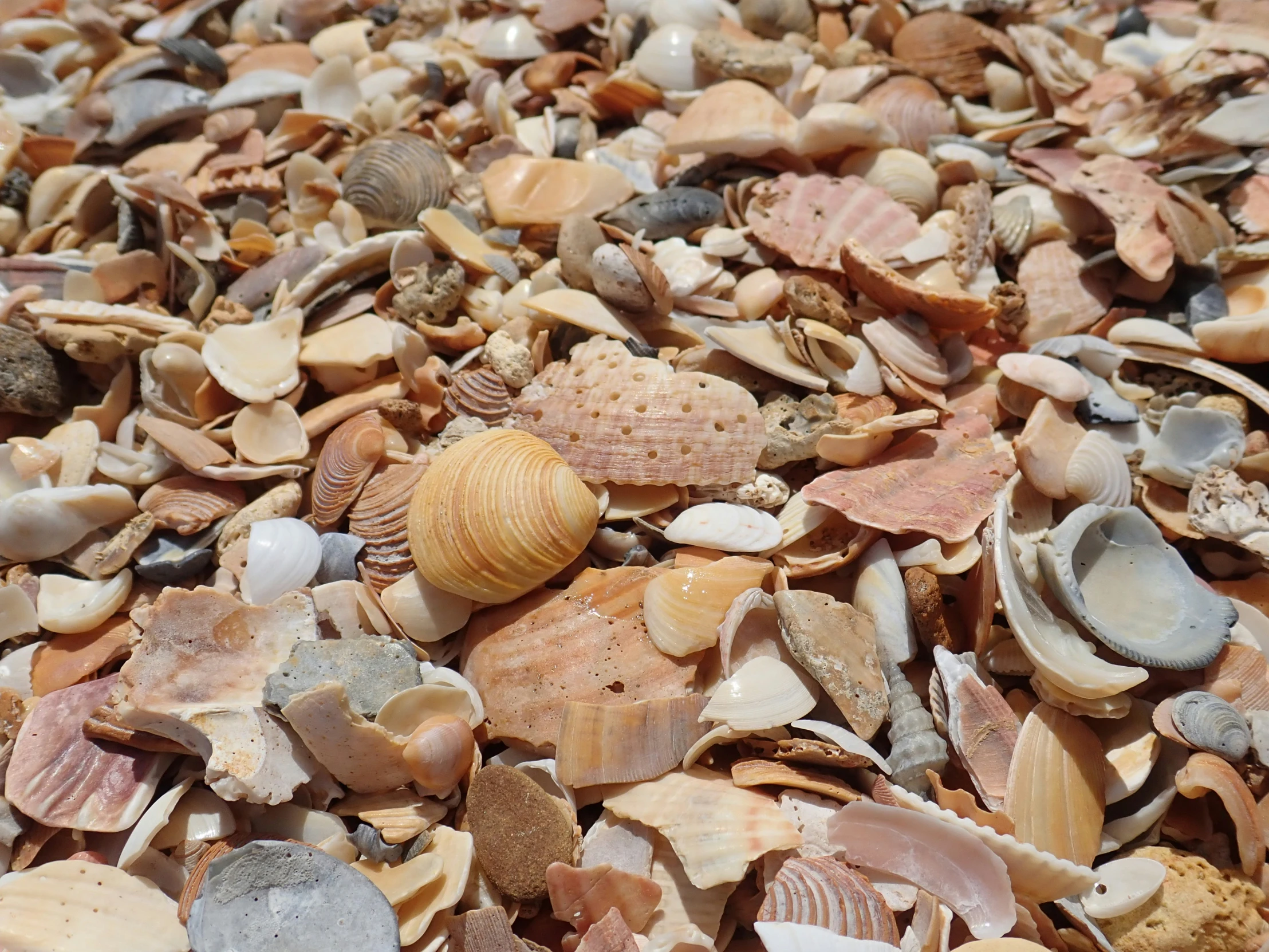 a pile of shells in different sizes and colors on a beach