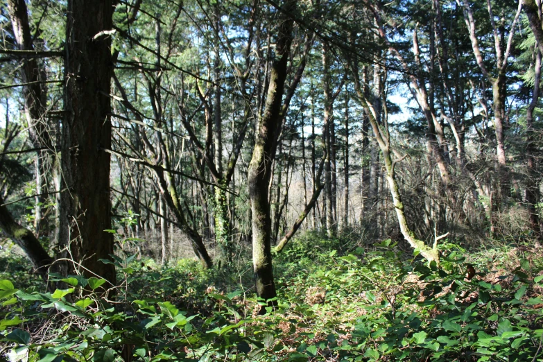 a large wooded area covered in lots of trees