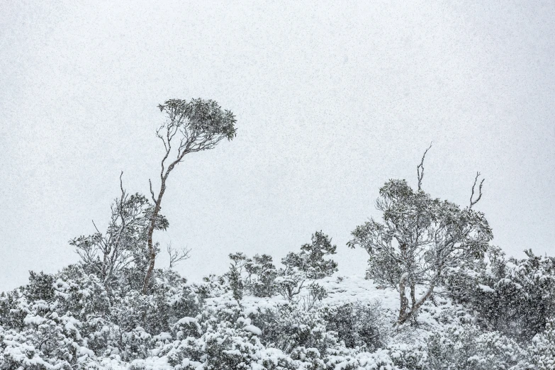 some trees are covered with snow as it rains