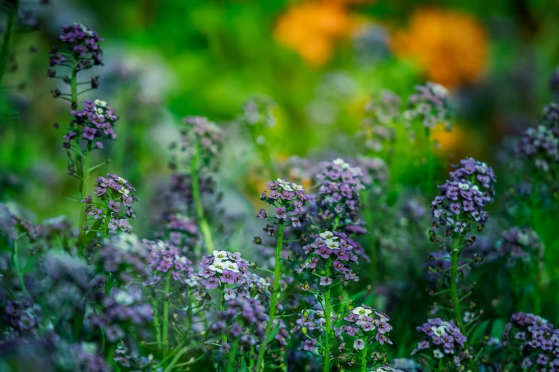 there are some very pretty purple flowers that are in the field