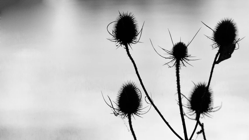 a black and white po of two flower heads