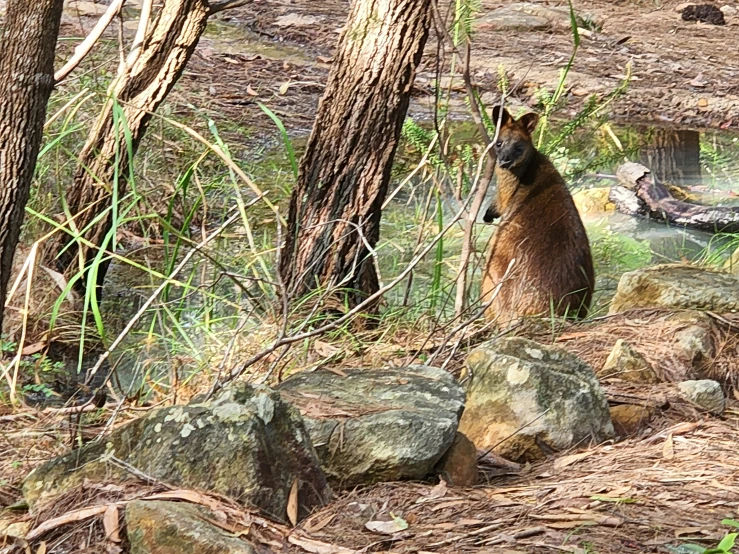 a kangaroo standing next to some water in a forest