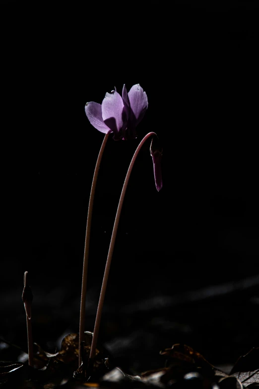 an open flower sitting on the ground in the dark