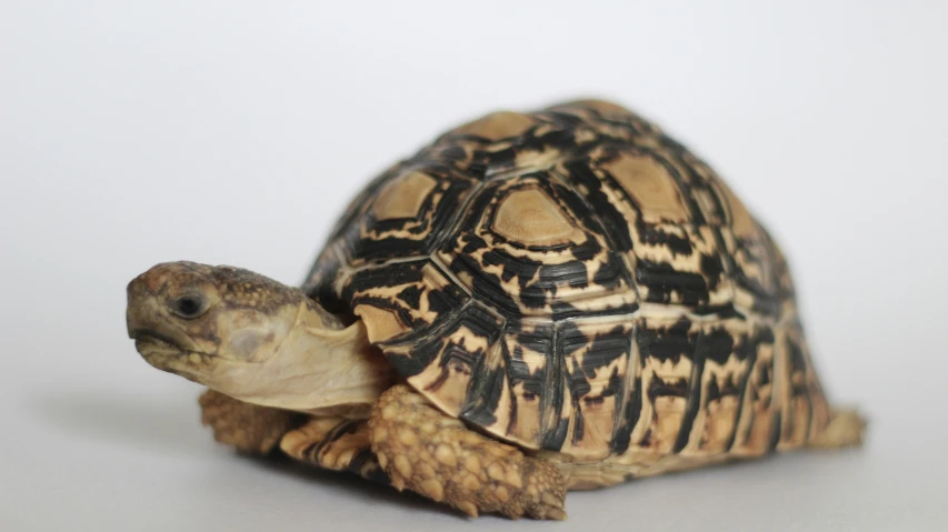 a turtle that is sitting on a table