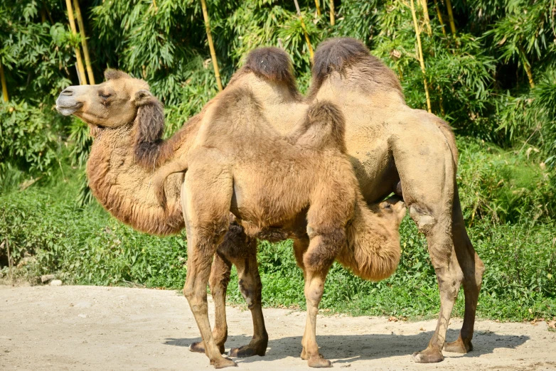 two camels are standing next to each other