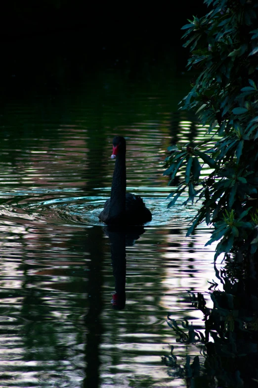 a black duck is swimming in the water