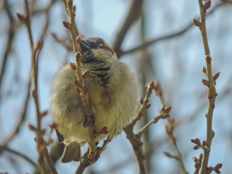 there is a small bird sitting in a tree