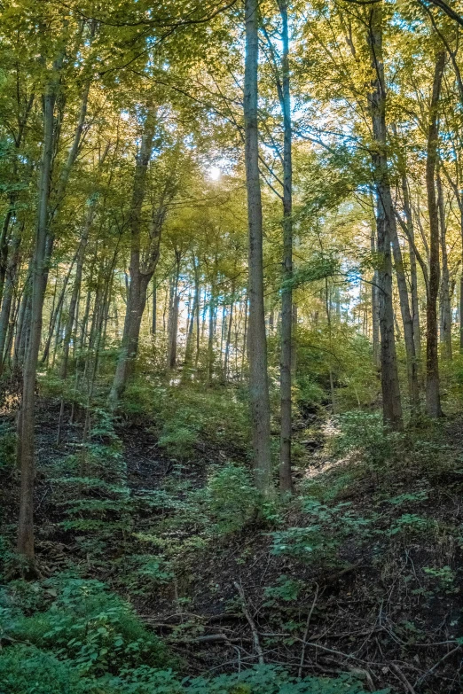 a forest filled with trees and leaves under a blue sky