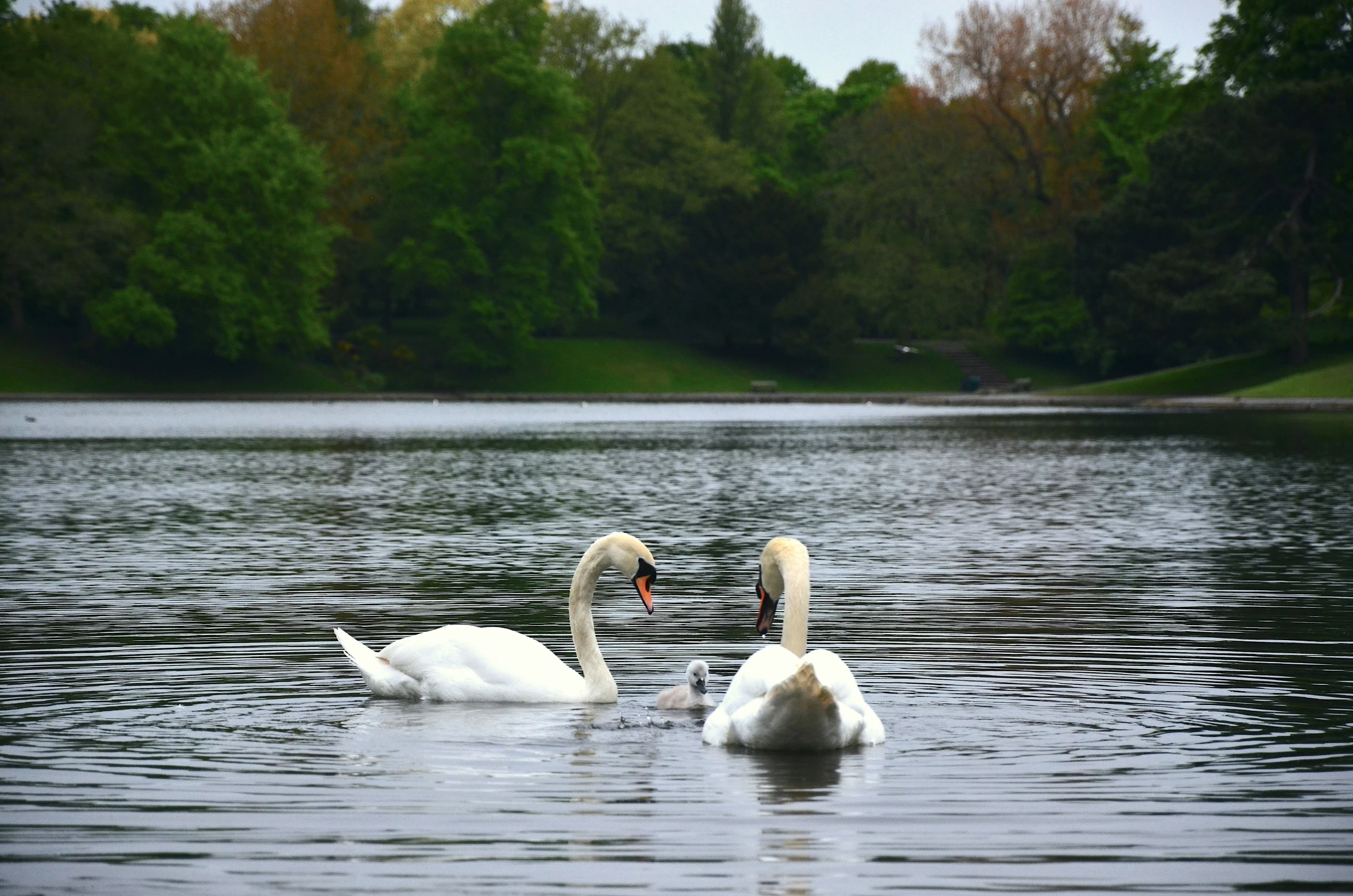 two white swans swim in the water next to trees