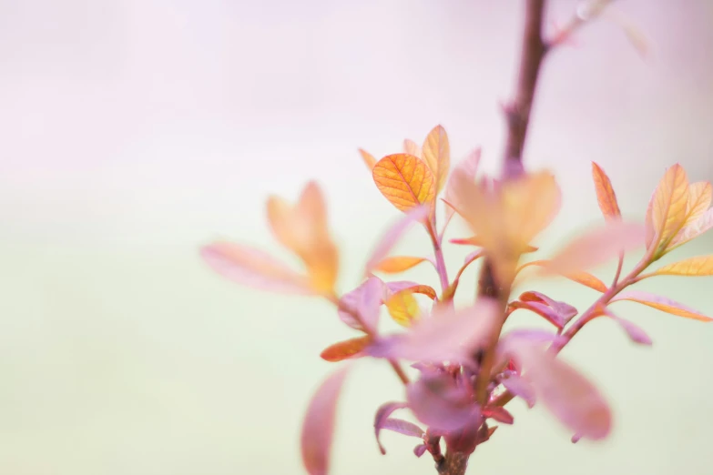 a flower with some leaves coming out of it