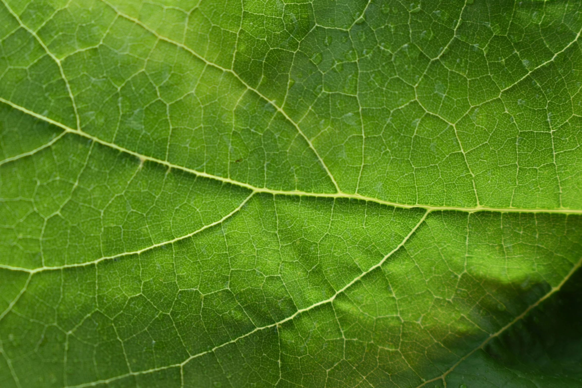 closeup of a green leaf that has turned the shape to look like it is partially leaf