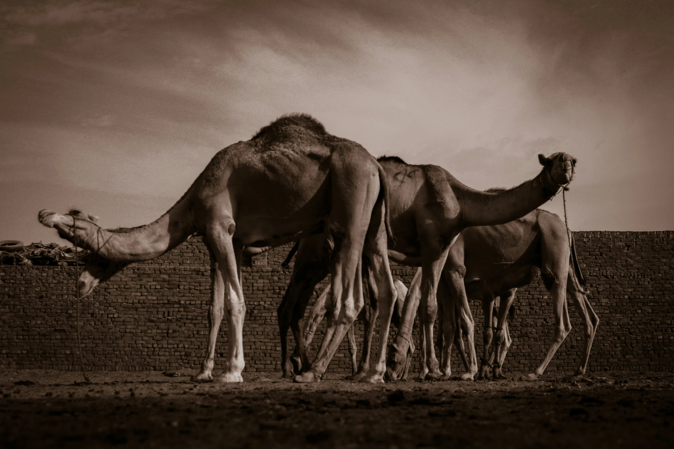 there are three camels standing together in a desert