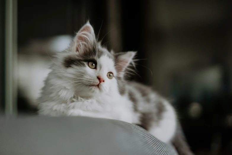 a fluffy gray and white cat with blue eyes