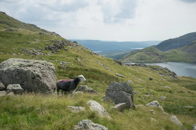 a sheep on the mountain side staring at a water valley