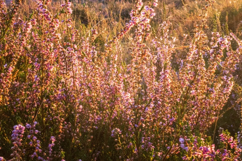 a large group of flowers sitting in the middle of a field