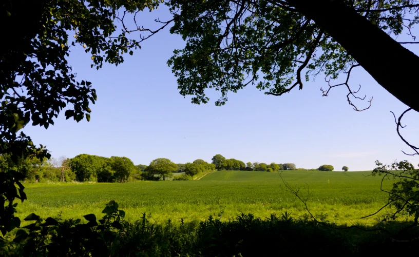 a very green field with lots of trees