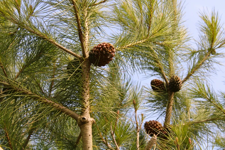 pine cones are on the nches of this evergreen tree