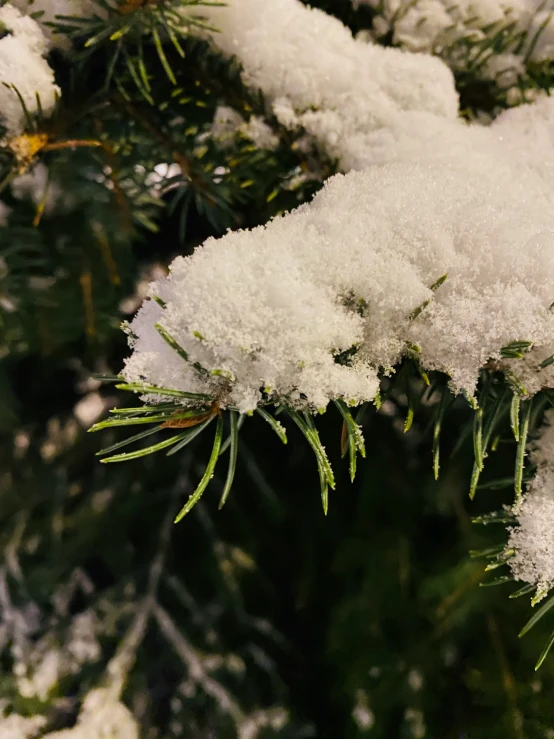 a fir tree with snow and pine needles