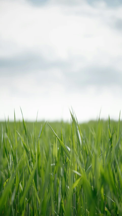 a close up of the grain is growing