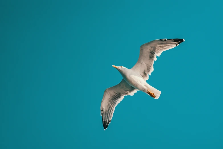 a seagull flying in the sky eating bread