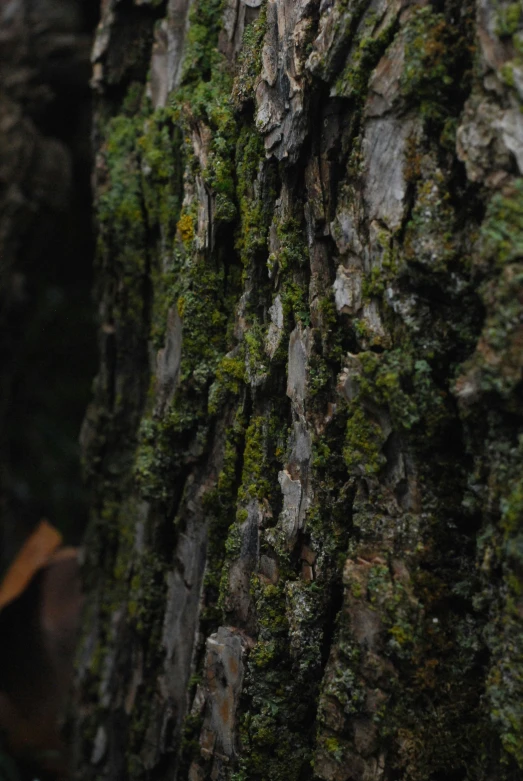 the top of an old tree is covered with moss