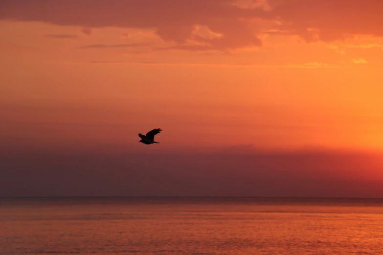 a bird flies over a body of water as the sun sets