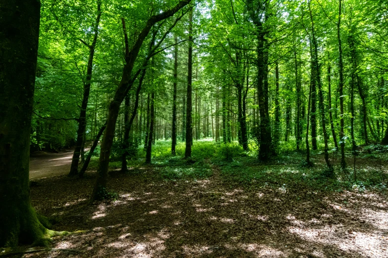 a po of a very nice green tree lined forest