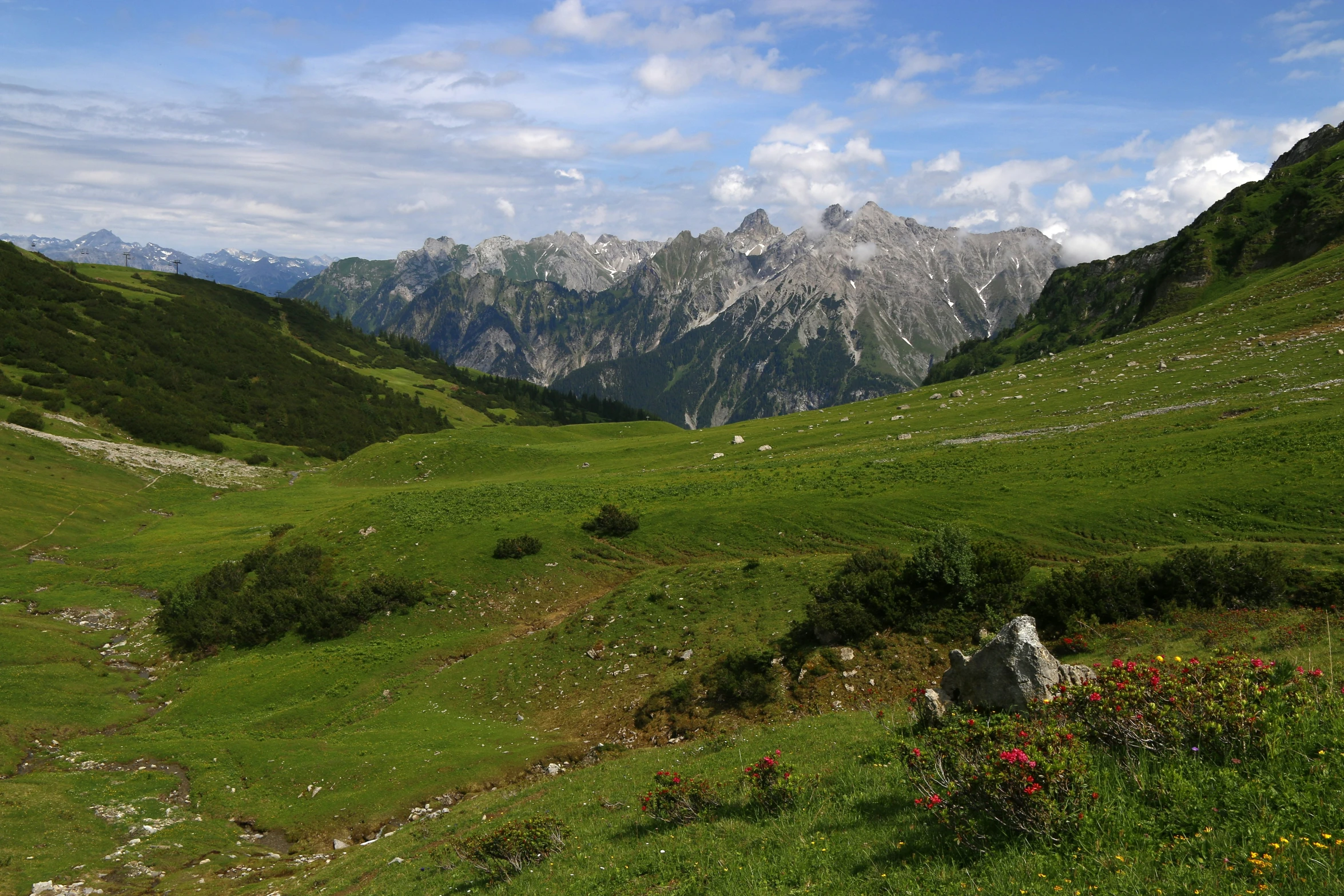 a grassy hill covered in grass and wild flowers