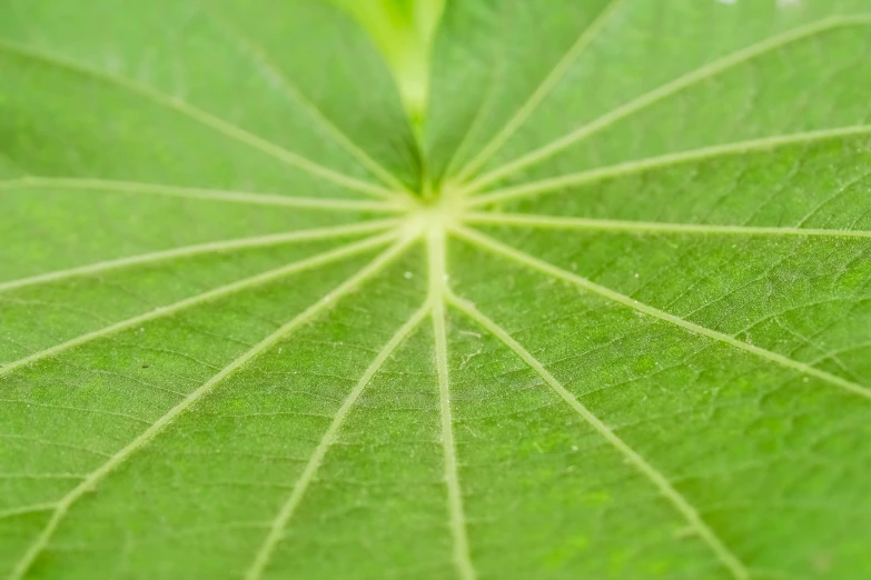 the texture on a green leaf is blurry