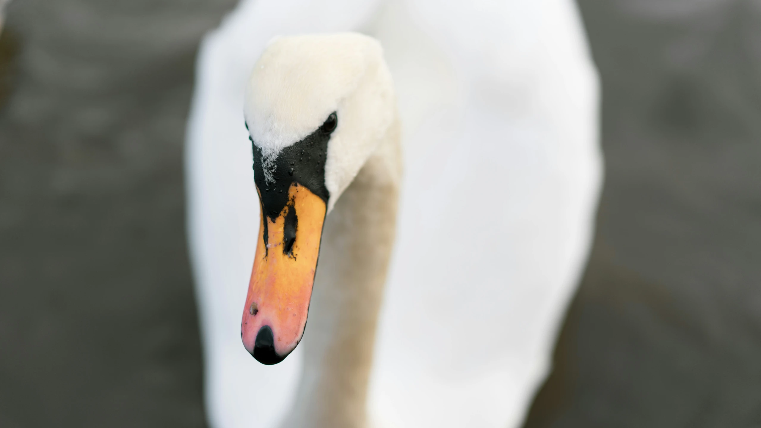 a close up of the head and side of a swan