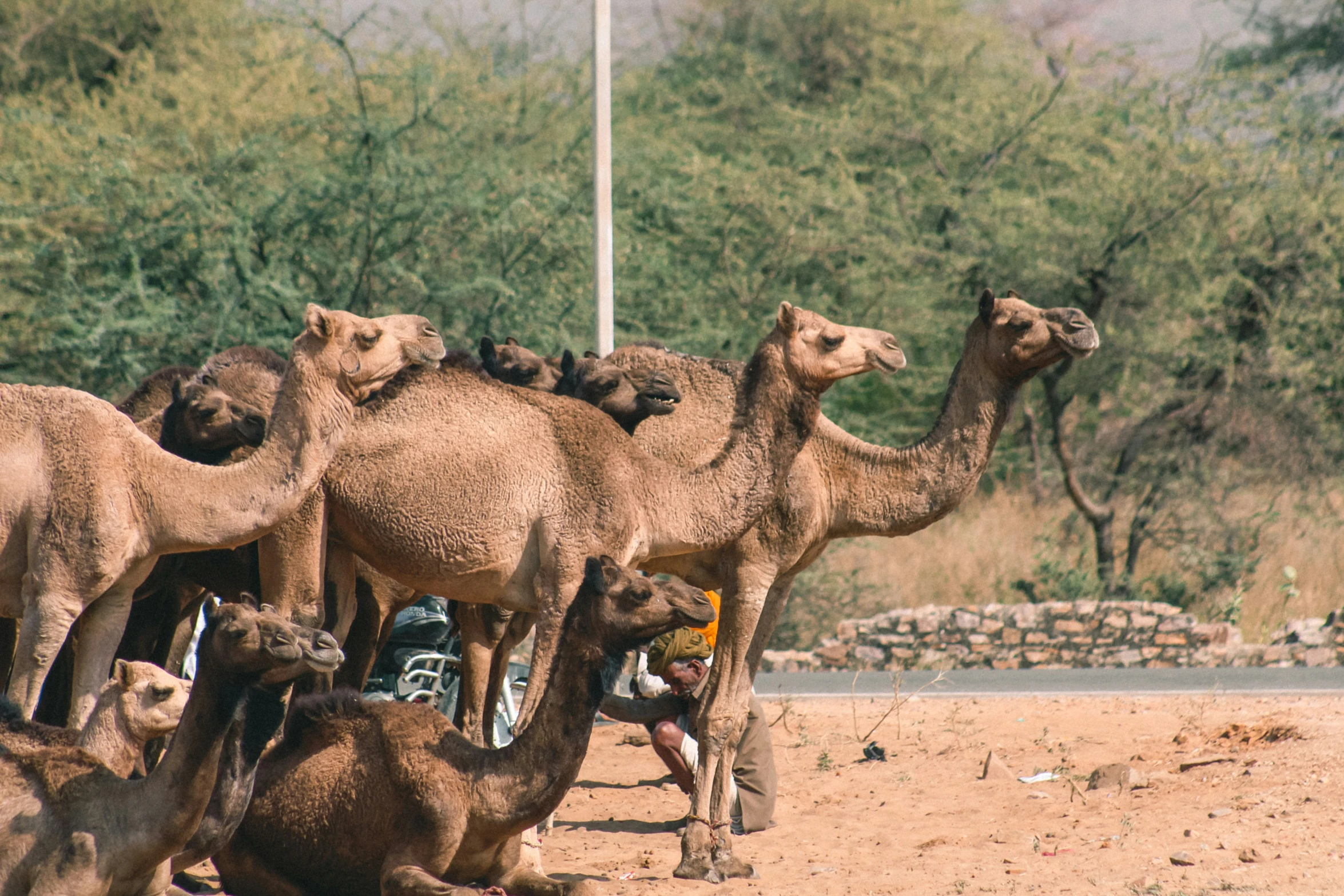 a group of camels in a sandy area with trees behind them