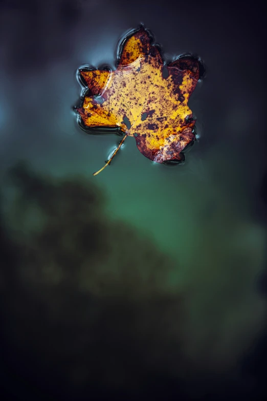 leaf lying upside down on water with dark background