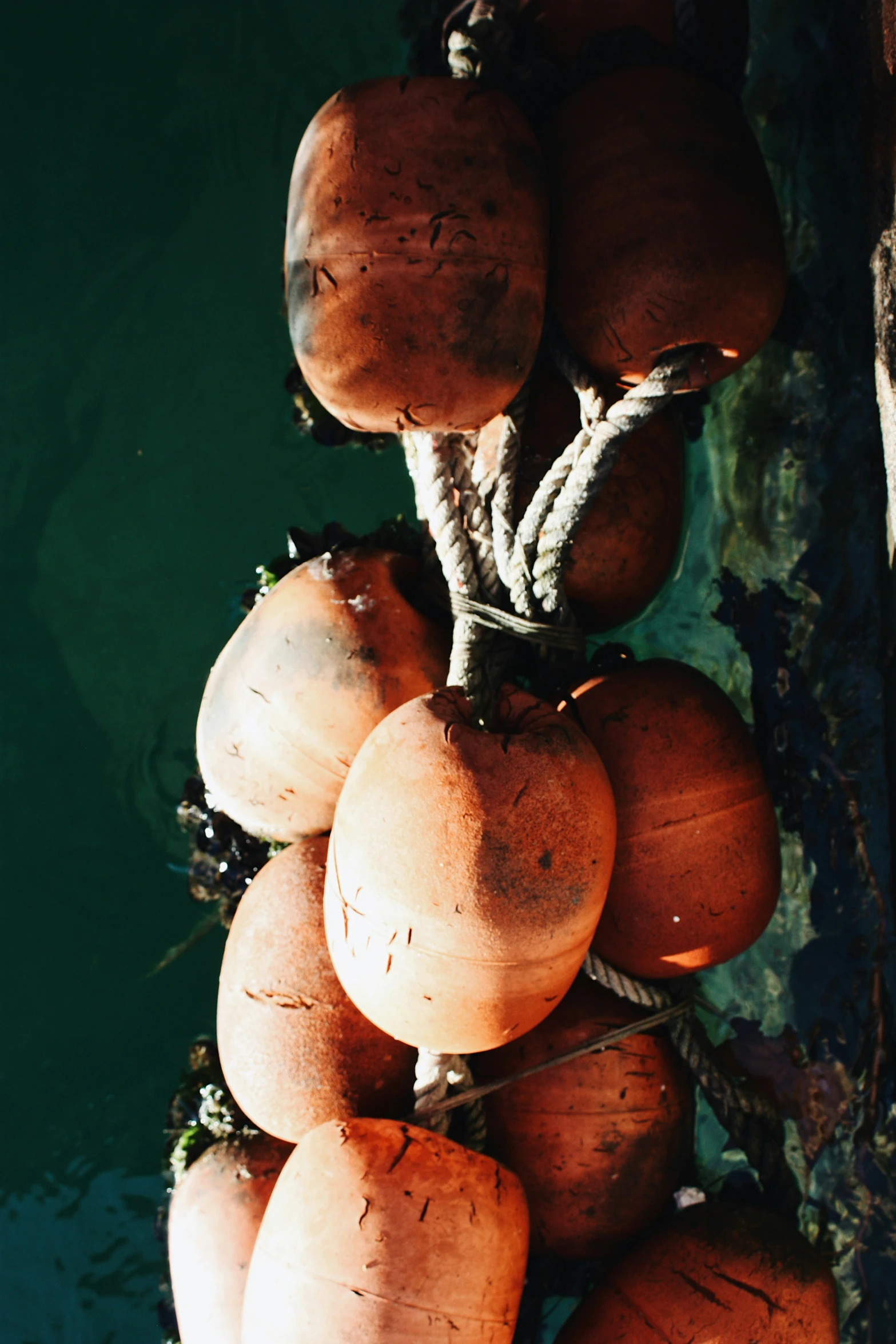 a bunch of different fruits with ropes hanging on them