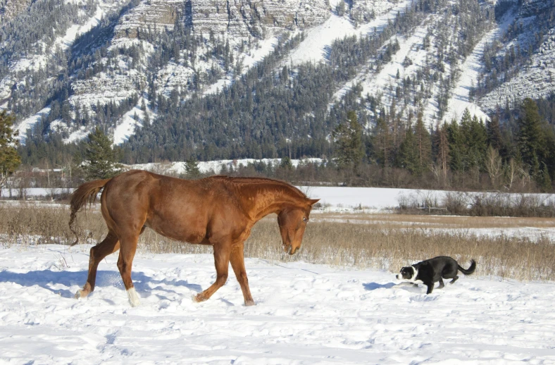 a brown horse and a black dog walking in the snow