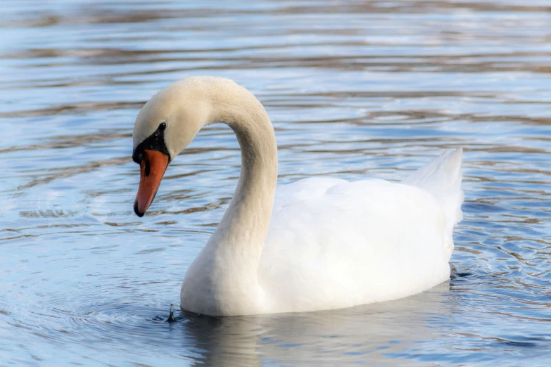 a swan that is swimming in some water