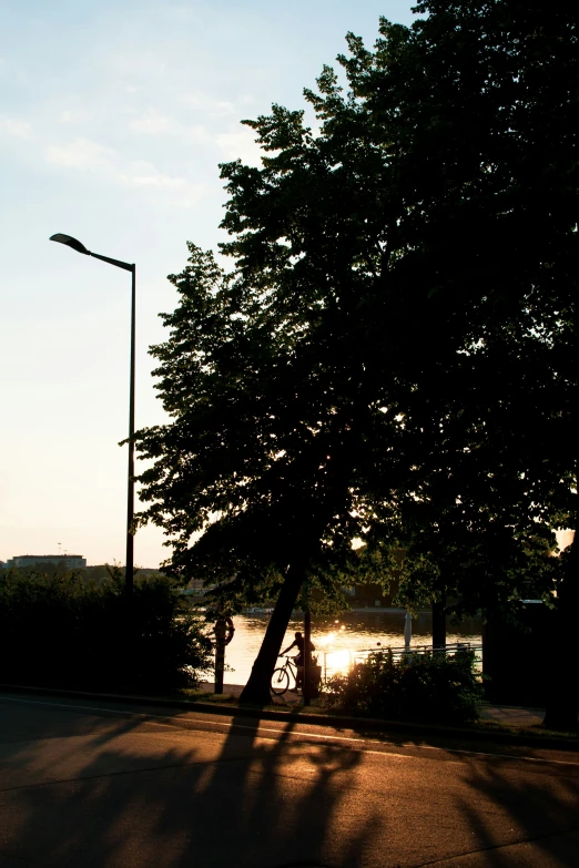 a tree casts the shadow in front of a body of water