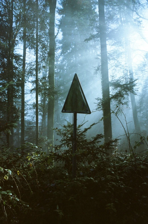 a black and white picture of a forest with fog