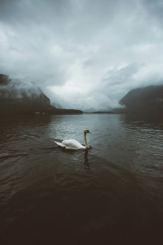 a swan in the middle of some water looking at soing
