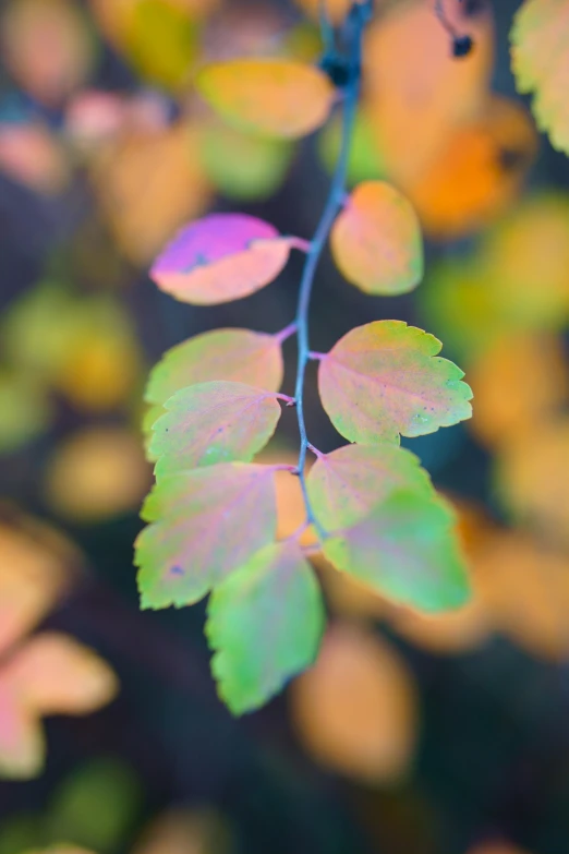 close up view of a green leaf